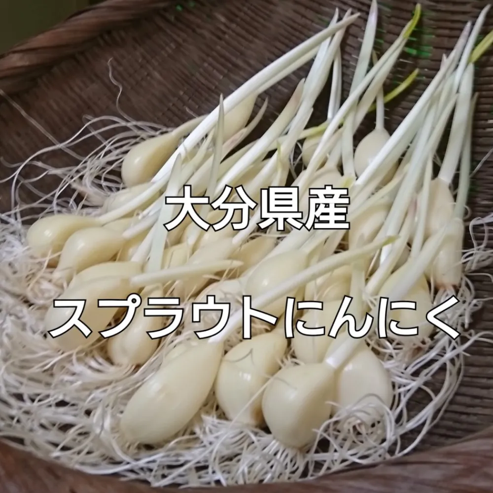【今期国産粒使用：S,M粒：50本：大分県産】スプラウトにんにく