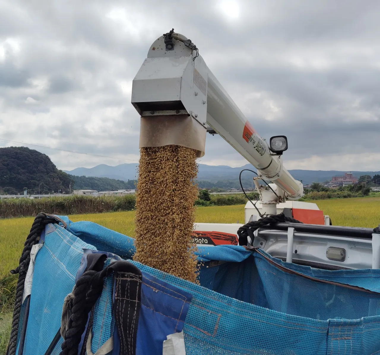 お米の種類と大分県杵築市山香町倉成産地のこだわり比較ガイド